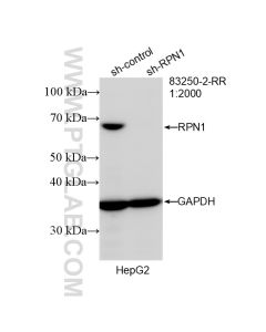 Ribophorin I Recombinant monoclonal antibody Proteintech  83250-2-RR