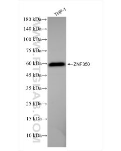 ZNF350 Recombinant monoclonal antibody Proteintech  84121-5-RR