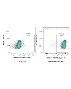 Anti-Human TRPV2 Rabbit Recombinant Antibody Proteintech  98654-2-RR