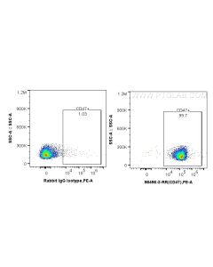 Anti-Mouse CD47 Rabbit Recombinant Antibody Proteintech  98456-3-RR