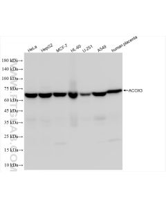 ACOX3 Recombinant monoclonal antibody Proteintech  84027-4-RR