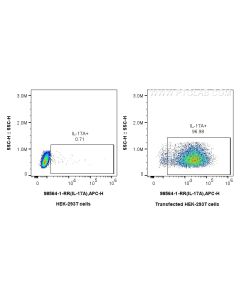 Anti-Rat IL-17A Rabbit Recombinant Antibody Proteintech  98564-1-RR