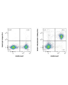 Anti-Mouse CEACAM1/CD66a Rabbit Recombinant Antibody Proteintech  98185-1-RR