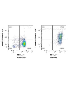 Anti-Human MERTK Rabbit Recombinant Antibody Proteintech  98604-2-RR