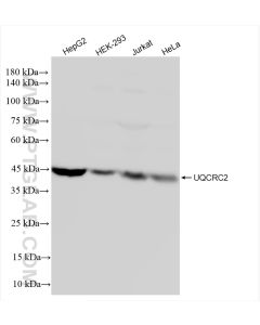 UQCRC2 Recombinant monoclonal antibody Proteintech  83667-2-RR