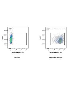 Anti-Mouse LEPR Rabbit Recombinant Antibody Proteintech  98625-2-RR