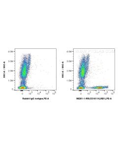 Anti-Human KLRB1/CD161 Rabbit Recombinant Antibody Proteintech  98281-1-RR