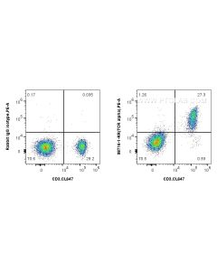 Anti-Mouse TCR alpha Rabbit Recombinant Antibody Proteintech  98716-1-RR