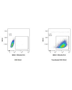 Anti-Human IL-29 Rabbit Recombinant Antibody Proteintech  98504-1-RR