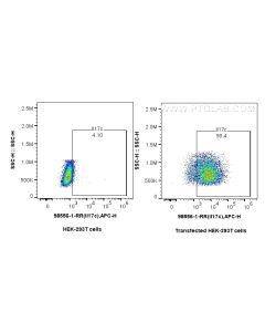 Anti-Mouse IL-17C Rabbit Recombinant Antibody Proteintech  98556-1-RR