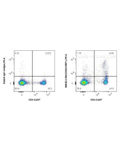 Anti-Mouse Neuropilin 1/CD304 Rabbit Recombinant Antibody Proteintech  98638-2-RR