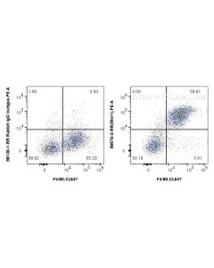 Anti-Mouse CD204 Rabbit Recombinant Antibody Proteintech  98576-2-RR