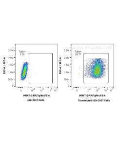 Anti-Mouse TGFBI/BIGH3 Rabbit Recombinant Antibody Proteintech  98667-2-RR