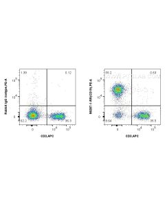 Anti-Mouse CD19 Rabbit Recombinant Antibody Proteintech  98287-1-RR