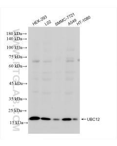 UBC12 Recombinant monoclonal antibody Proteintech  83628-1-RR