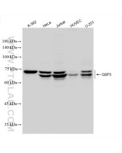 GBP3 Recombinant monoclonal antibody Proteintech  83534-1-RR