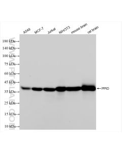 PPID Recombinant monoclonal antibody Proteintech  84115-6-RR