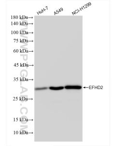 EFHD2 Recombinant monoclonal antibody Proteintech  83264-5-RR