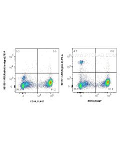 Anti-Human Siglec-8 Rabbit Recombinant Antibody Proteintech  98177-1-RR