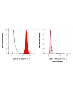 Anti-Human CDCP1/CD318 Rabbit Recombinant Antibody Proteintech  98294-1-RR