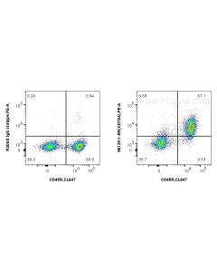 Anti-Mouse CD79a Rabbit Recombinant Antibody Proteintech  98129-1-RR