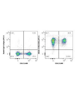 Anti-Mouse CD53 Rabbit Recombinant Antibody Proteintech  98436-3-RR