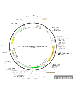 pLV3-CMV-Stap2(mouse)-3×FLAG-CopGFP-Puro