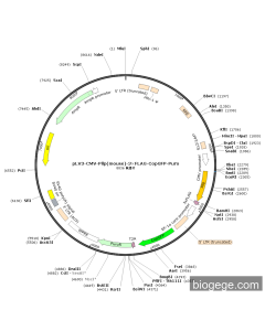 pLV3-CMV-Pllp(mouse)-3×FLAG-CopGFP-Puro