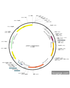 pGADT7-TYMS(human)