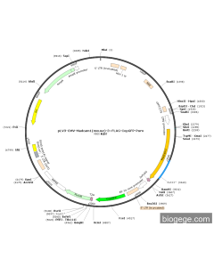 pLV3-CMV-Madcam1(mouse)-3×FLAG-CopGFP-Puro