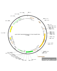 pLV3-CMV-Tmem184a(mouse)-3×FLAG-CopGFP-Puro
