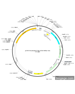 pCYP27A1(human)-Fluc-SV40-hRluc-Neo