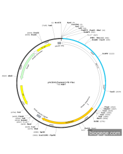 pNCEH1(human)-PE-Fluc