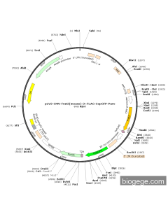 pLV3-CMV-Frat2(mouse)-3×FLAG-CopGFP-Puro