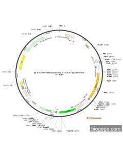 pLV3-CMV-Pdlim2(mouse)-3×FLAG-CopGFP-Puro