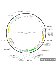 pLV3-CMV-Cd7(mouse)-3×FLAG-CopGFP-Puro