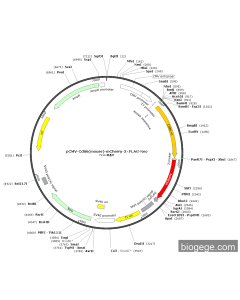 pCMV-Cd86(mouse)-mCherry-3×FLAG-Neo