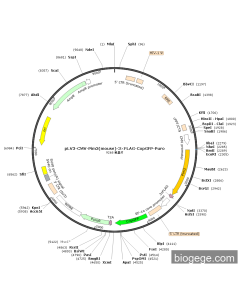 pLV3-CMV-Pim3(mouse)-3×FLAG-CopGFP-Puro