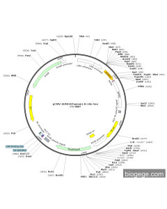 pCMV-SUMO2(human)-8×His-Neo