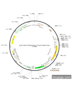 pLV3-CMV-Lrrc26(mouse)-3×FLAG-CopGFP-Puro