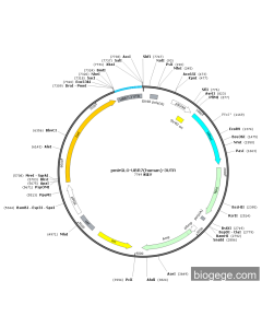 pmirGLO-UBR7(human)-3UTR