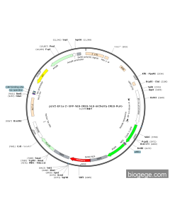 pLV2-EF1a-2×GFP-NES-IRES-NLS-mCherry-IRES-Puro