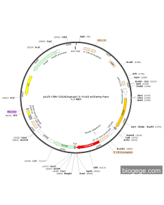pLV3-CMV-CA5A(human)-3×FLAG-mCherry-Puro