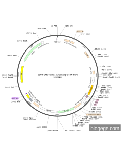pLV3-CMV-H2AC15(human)-3×HA-Puro
