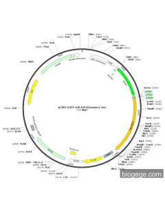 pCMV-EGFP-ARL6IP4(human)-Neo