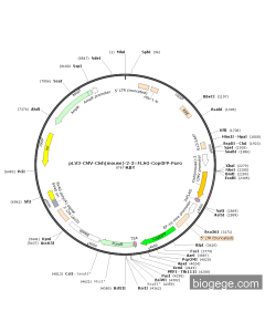 pLV3-CMV-Cish(mouse)-2-3×FLAG-CopGFP-Puro