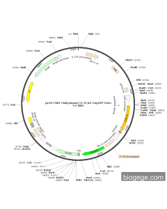 pLV3-CMV-Cish(mouse)-3×FLAG-CopGFP-Puro