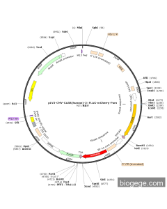 pLV3-CMV-CA5B(human)-3×FLAG-mCherry-Puro