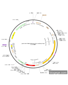 pLV3-CMV-YTHDC1(human)-EF1a-mCherry-Puro