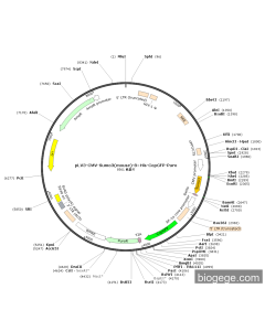 pLV3-CMV-Sumo3(mouse)-8×His-CopGFP-Puro